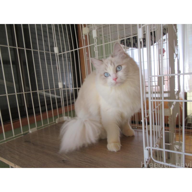 販売中の大分県のラグドール-101079の5枚目