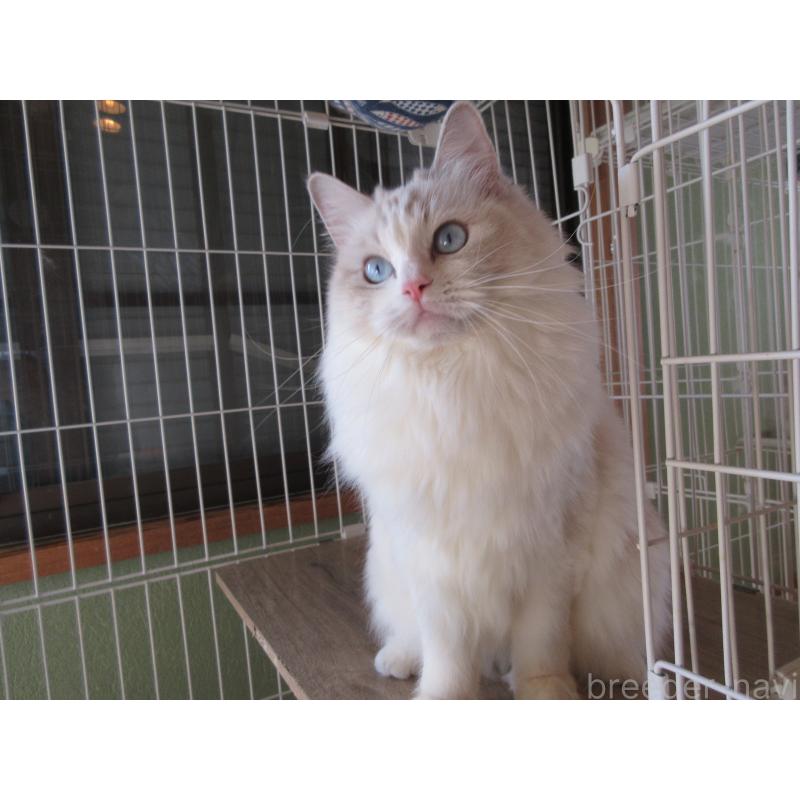 販売中の大分県のラグドール-101079の4枚目