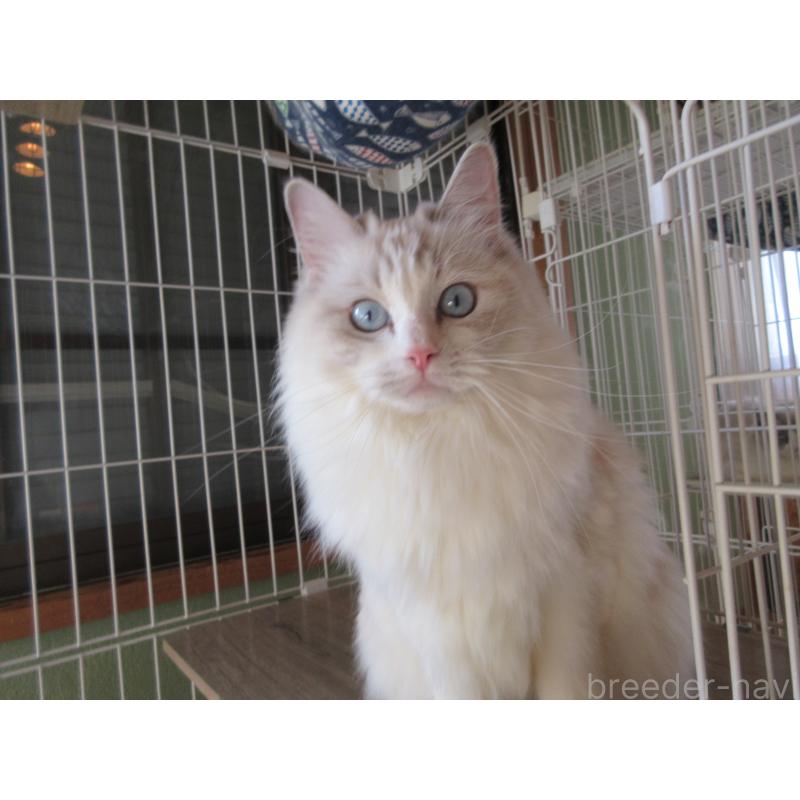 販売中の大分県のラグドール-101079の3枚目