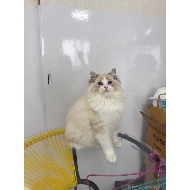 販売中の福岡県のラグドール-130332