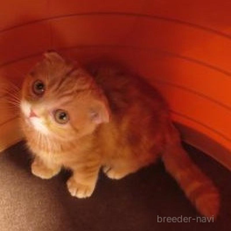 販売中の滋賀県のスコティッシュフォールド(折れ耳)-135052の1枚目