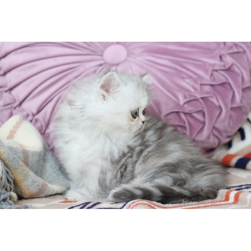 販売中の愛知県のミヌエット(短足)-134547の5枚目