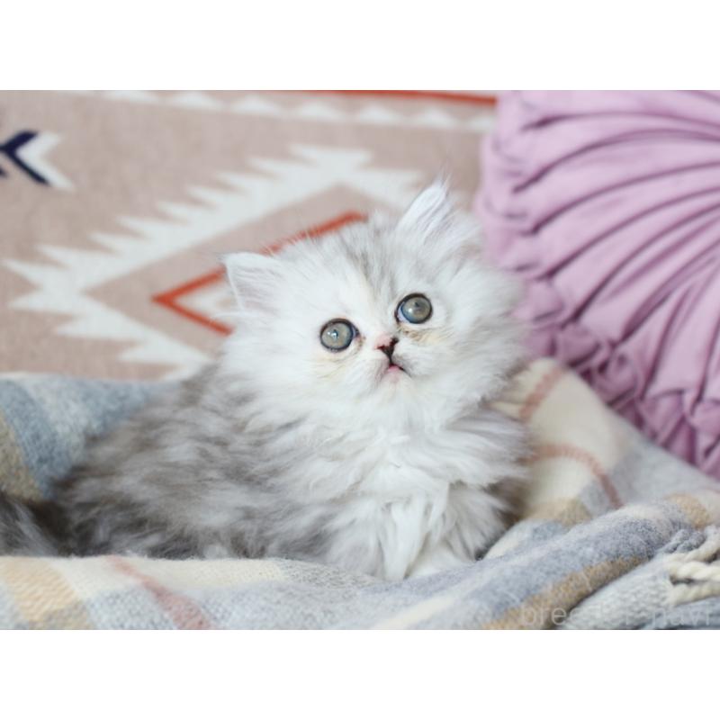 販売中の愛知県のミヌエット(短足)-134547の4枚目