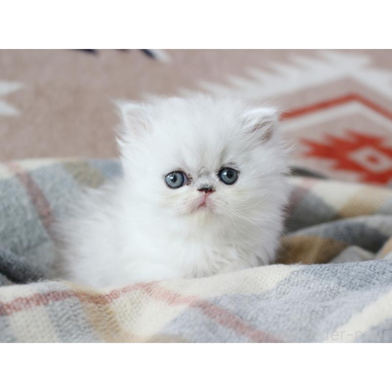 販売中の愛知県のエキゾチックロングヘア-135077の4枚目