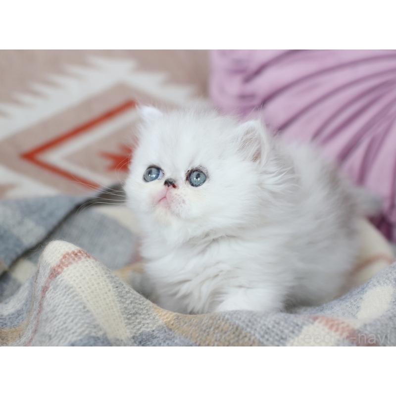 販売中の愛知県のエキゾチックロングヘア-135077の3枚目