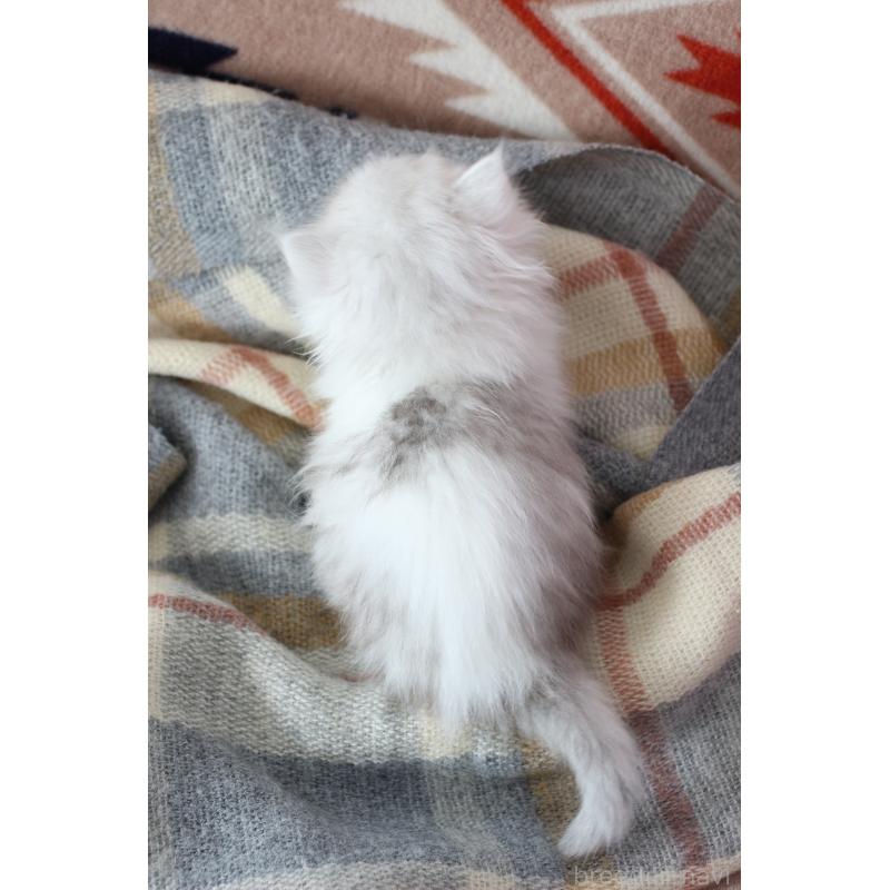 販売中の愛知県のエキゾチックロングヘア-135077の2枚目