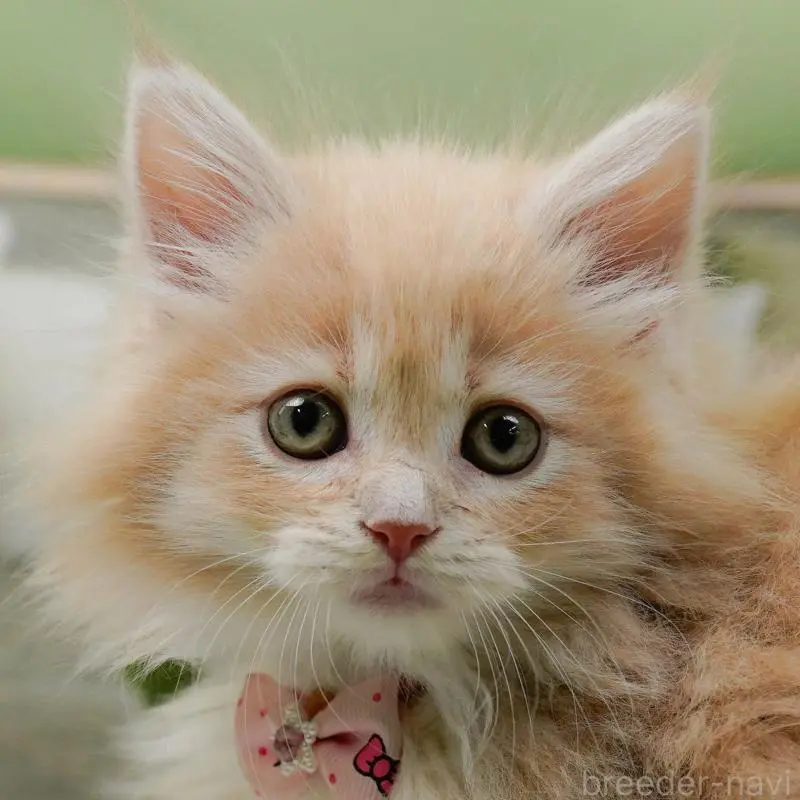 販売中の神奈川県のサイベリアン-135078の1枚目