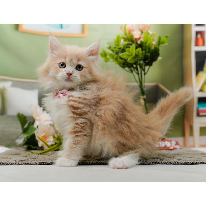 販売中の神奈川県のサイベリアン-135078の11枚目