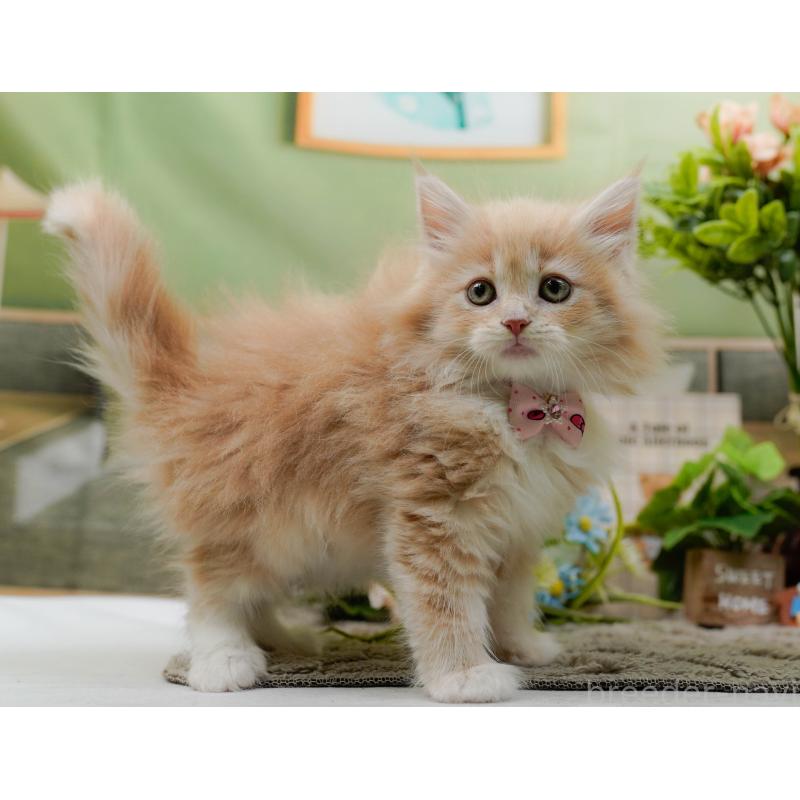 販売中の神奈川県のサイベリアン-135078の9枚目