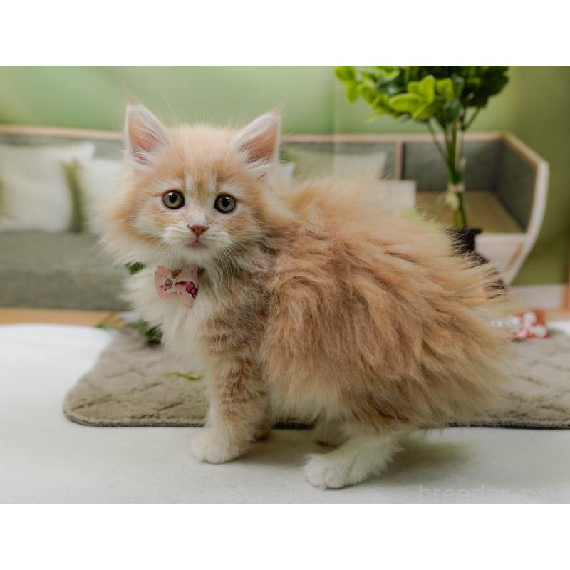 販売中の神奈川県のサイベリアン-135078の8枚目