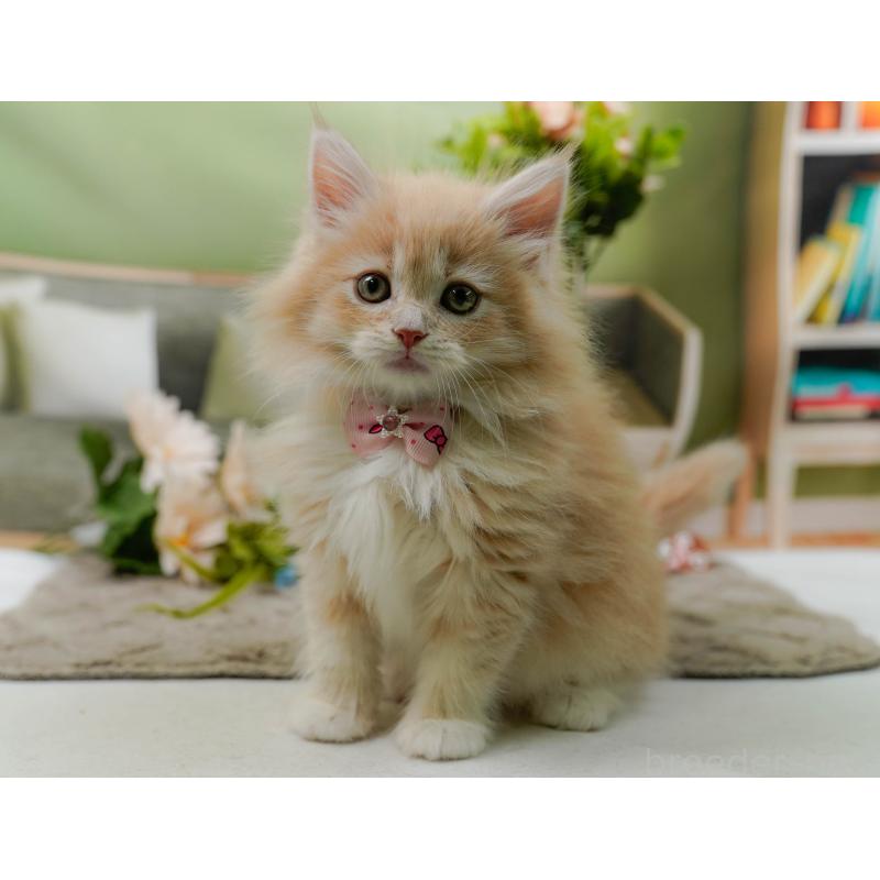 販売中の神奈川県のサイベリアン-135078の7枚目