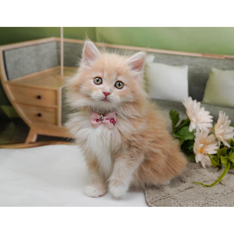 販売中の神奈川県のサイベリアン-135078の4枚目