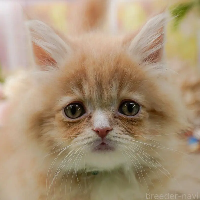 販売中の神奈川県のサイベリアン-135079