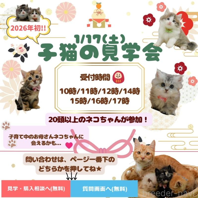 販売中の神奈川県のサイベリアン-135079の12枚目