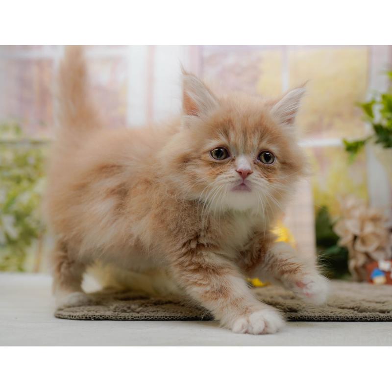 販売中の神奈川県のサイベリアン-135079の11枚目