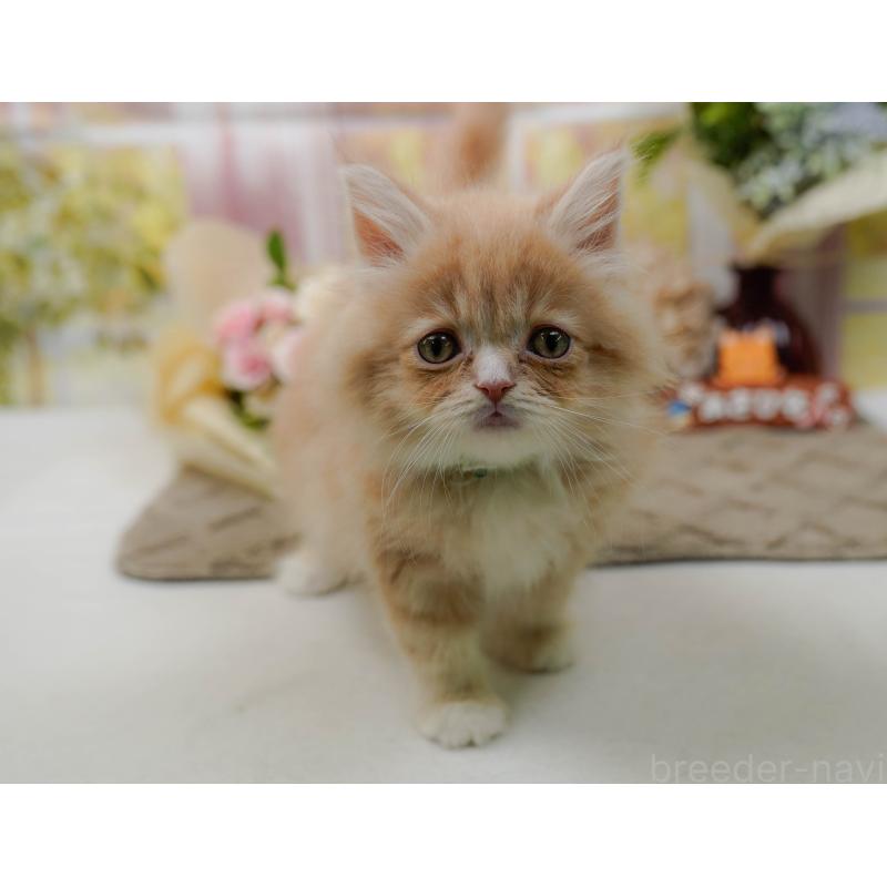 販売中の神奈川県のサイベリアン-135079の10枚目