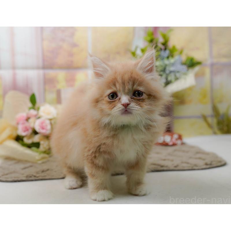 販売中の神奈川県のサイベリアン-135079の9枚目