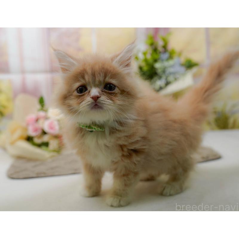 販売中の神奈川県のサイベリアン-135079の8枚目