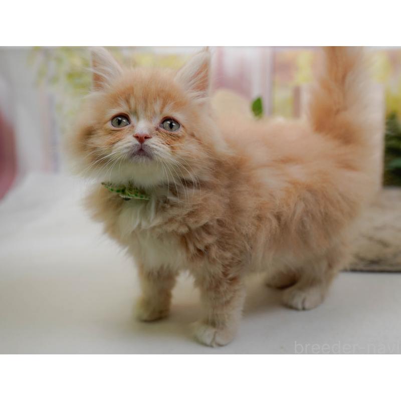 販売中の神奈川県のサイベリアン-135079の6枚目