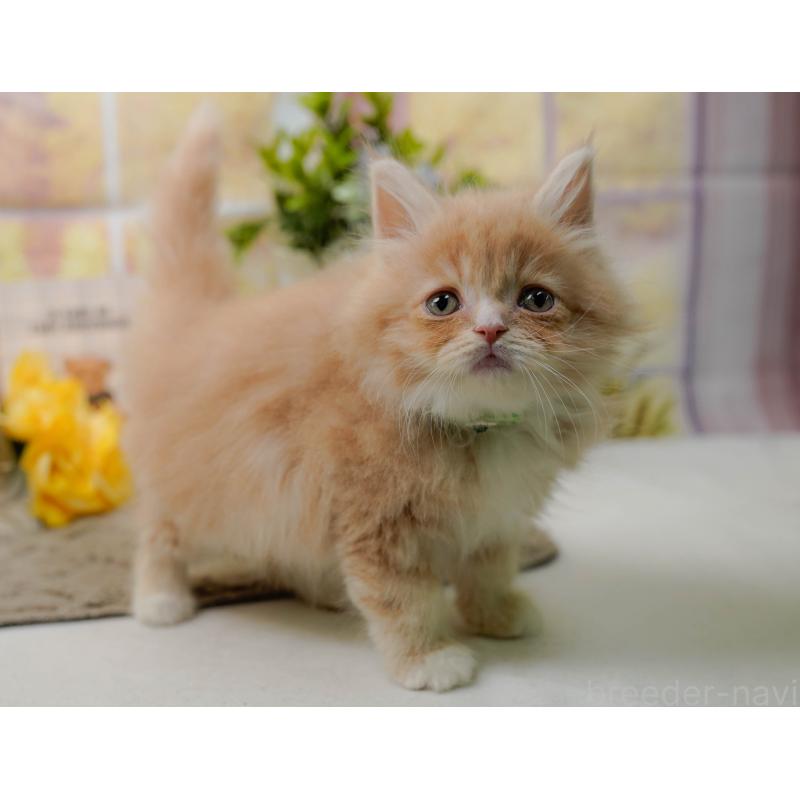 販売中の神奈川県のサイベリアン-135079の5枚目