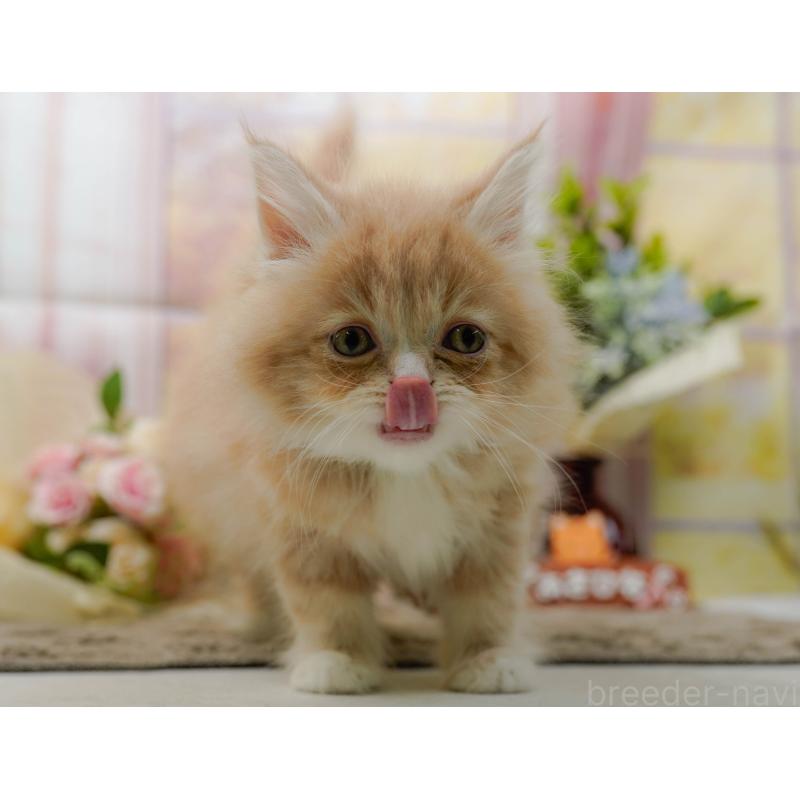 販売中の神奈川県のサイベリアン-135079の4枚目