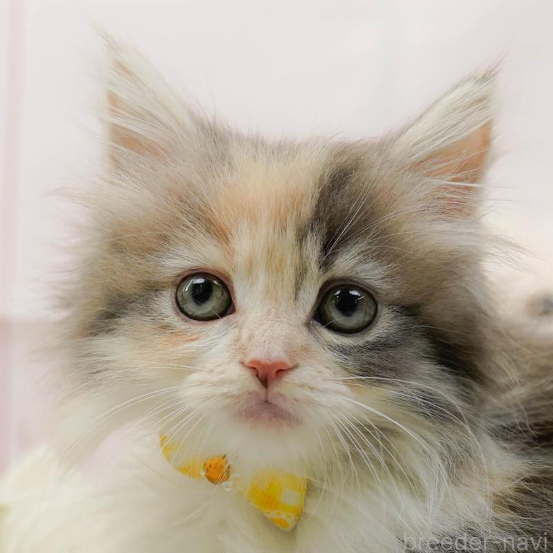 販売中の神奈川県のサイベリアン-135080