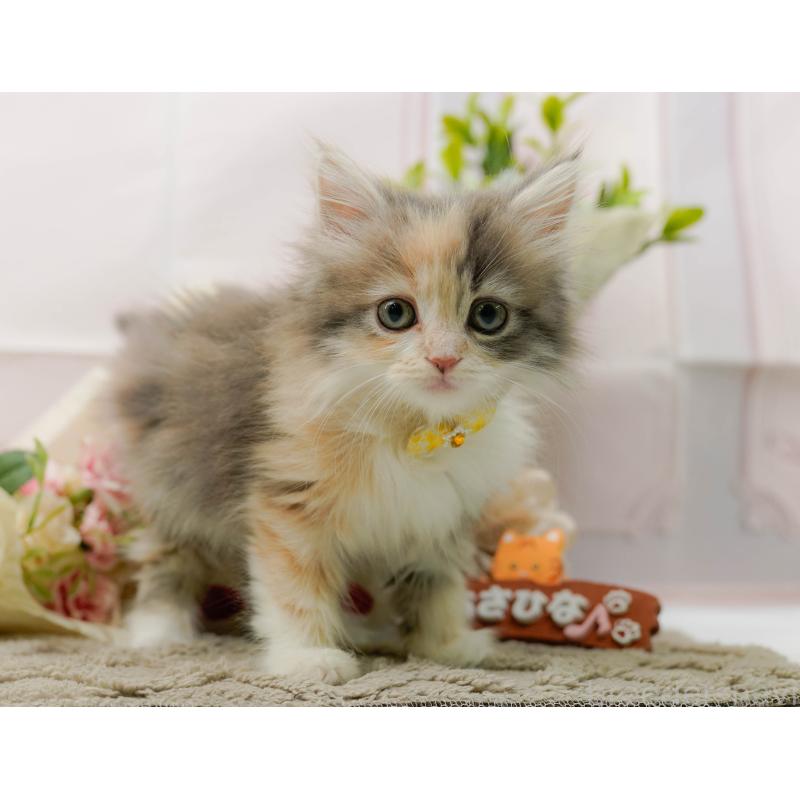 販売中の神奈川県のサイベリアン-135080の11枚目