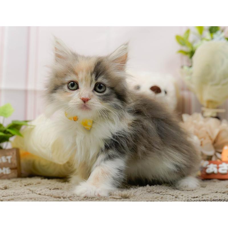 販売中の神奈川県のサイベリアン-135080の10枚目