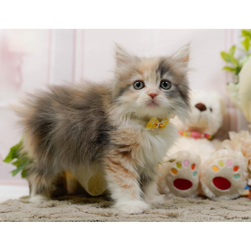 販売中の神奈川県のサイベリアン-135080の8枚目