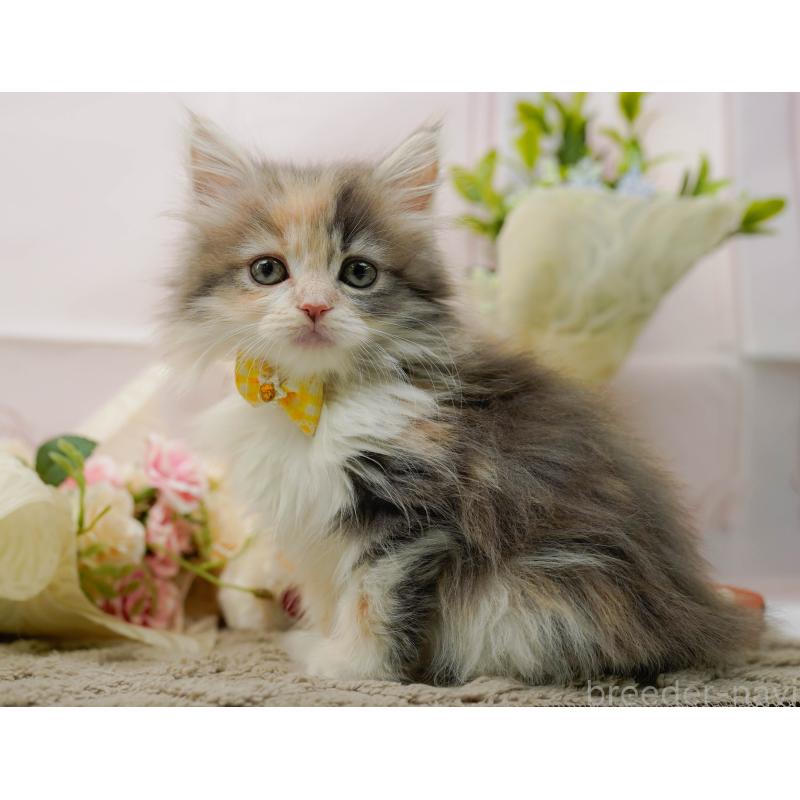 販売中の神奈川県のサイベリアン-135080の5枚目