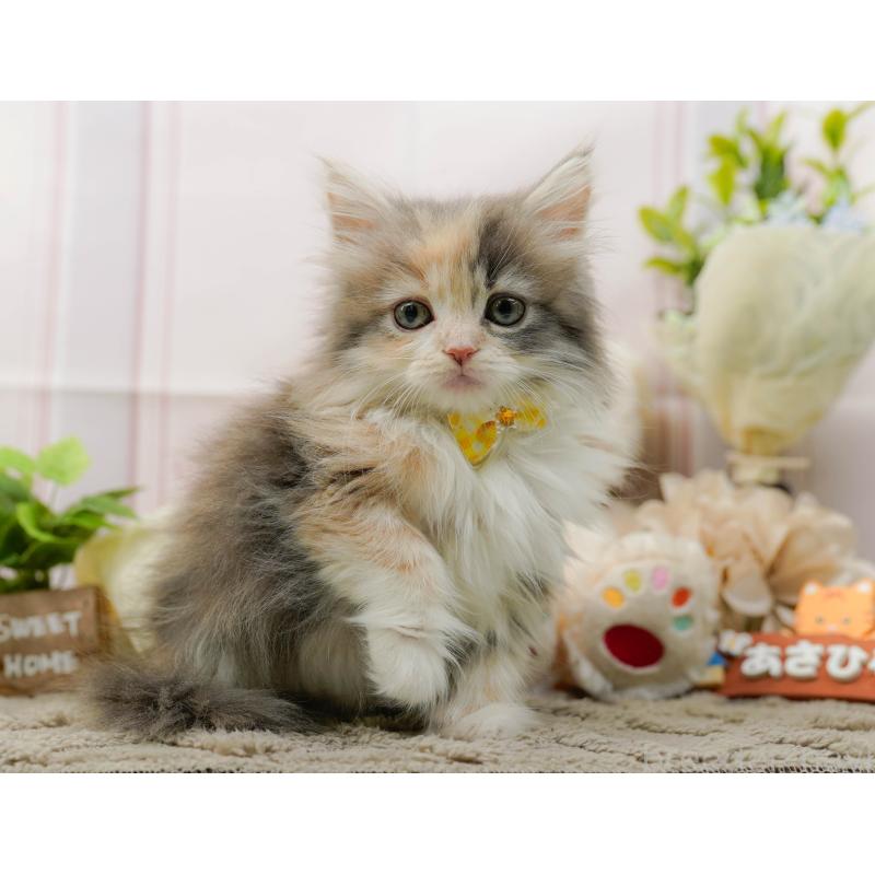 販売中の神奈川県のサイベリアン-135080の4枚目