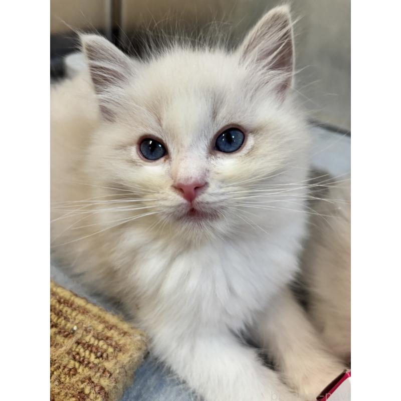 販売中の兵庫県のラグドール-133082の2枚目