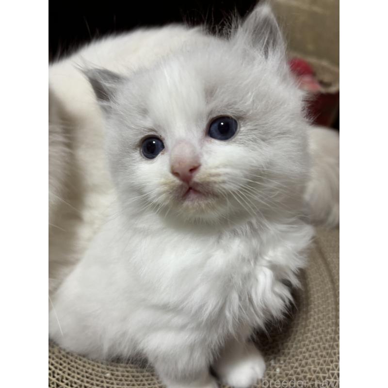 販売中の兵庫県のラグドール-135083の3枚目