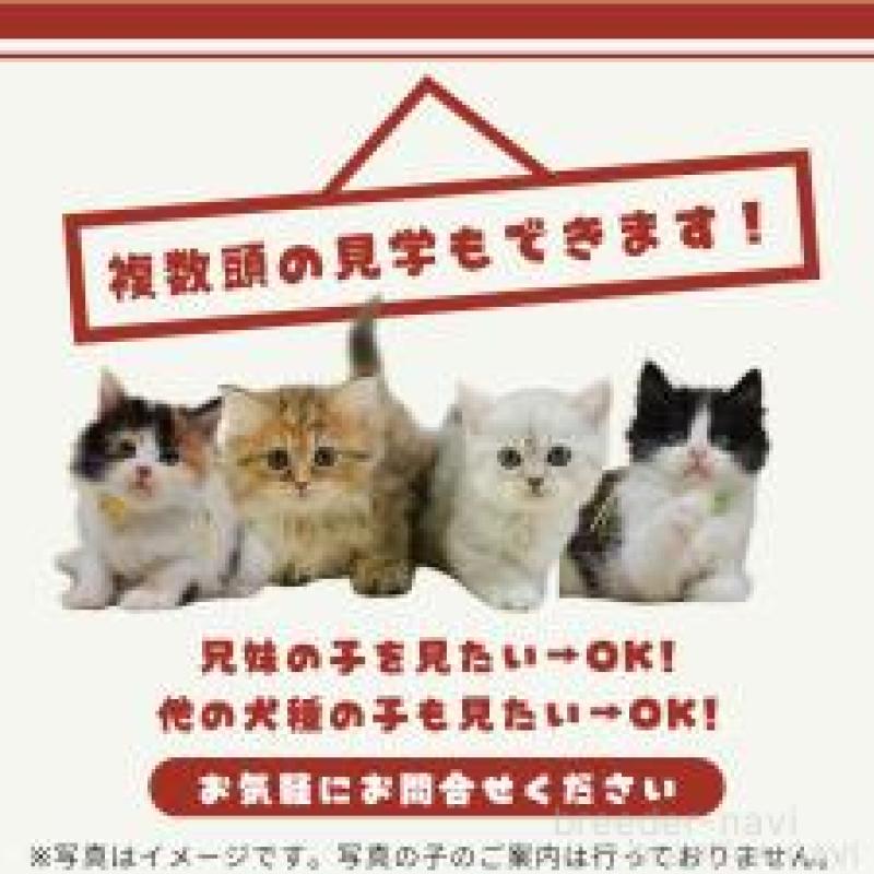 販売中の茨城県のマンチカン-135085の10枚目