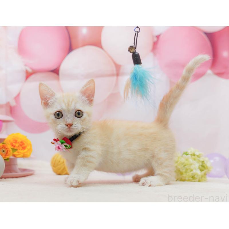 販売中の茨城県のマンチカン-135085の8枚目