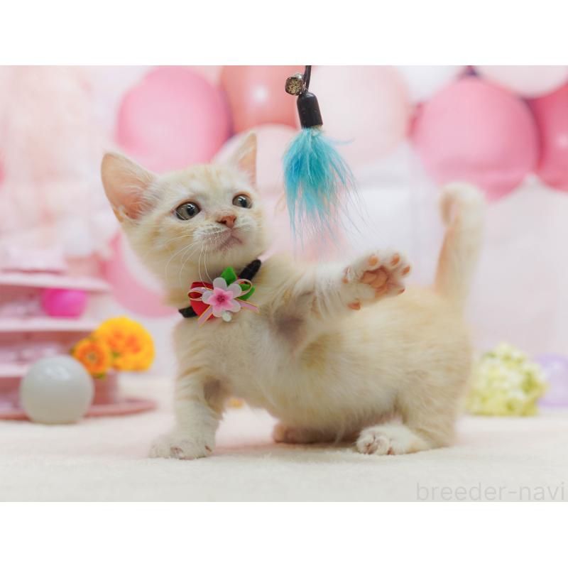 販売中の茨城県のマンチカン-135085の7枚目