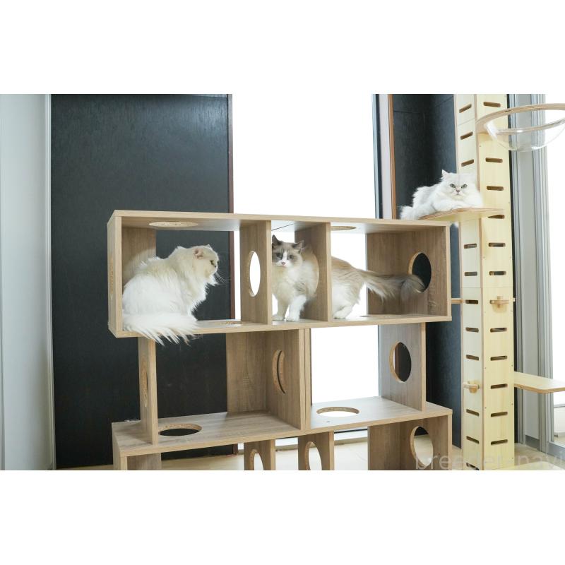 販売中の茨城県のマンチカン-135085の3枚目