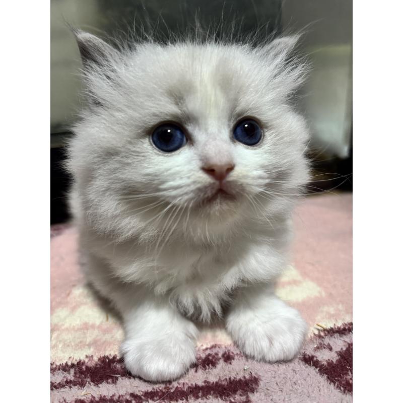 販売中の兵庫県のラグドール-135084の3枚目