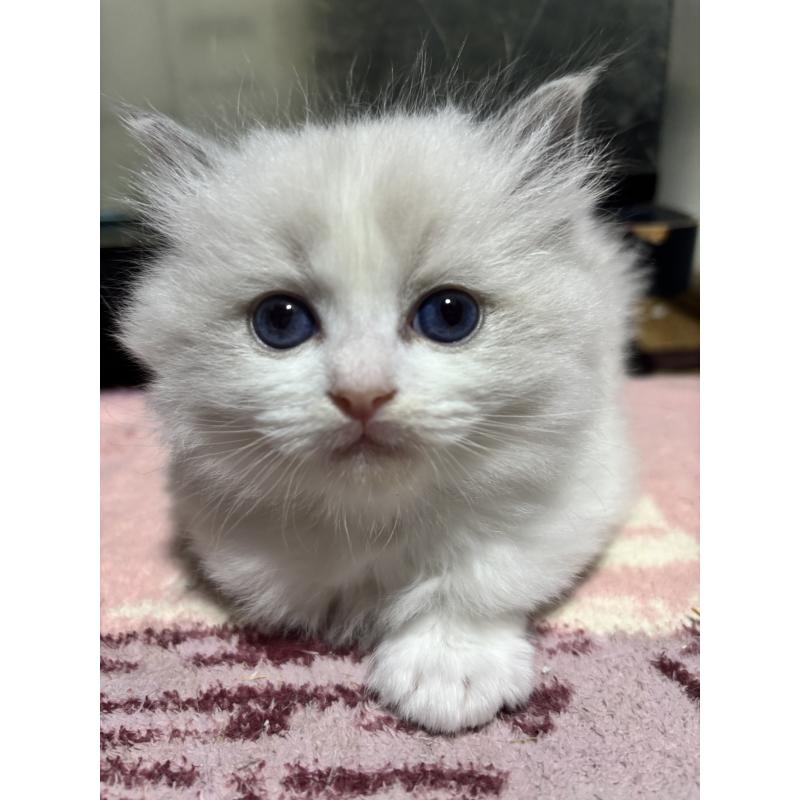 販売中の兵庫県のラグドール-135084の2枚目