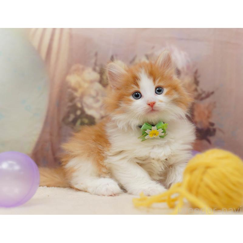 販売中の茨城県のノルウェージャンフォレストキャット-135086の9枚目