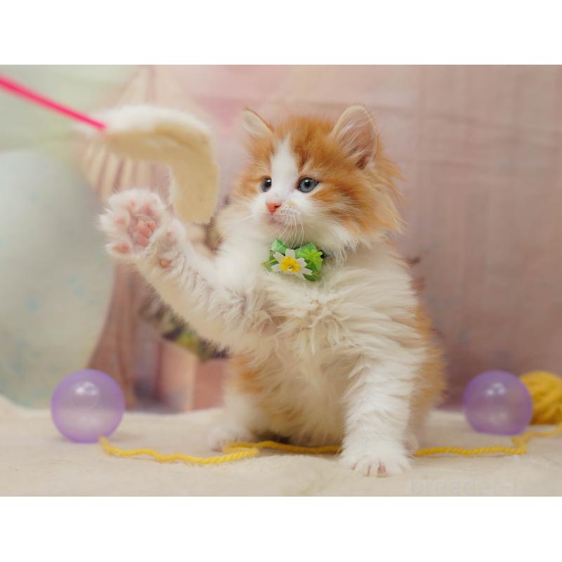 販売中の茨城県のノルウェージャンフォレストキャット-135086の8枚目