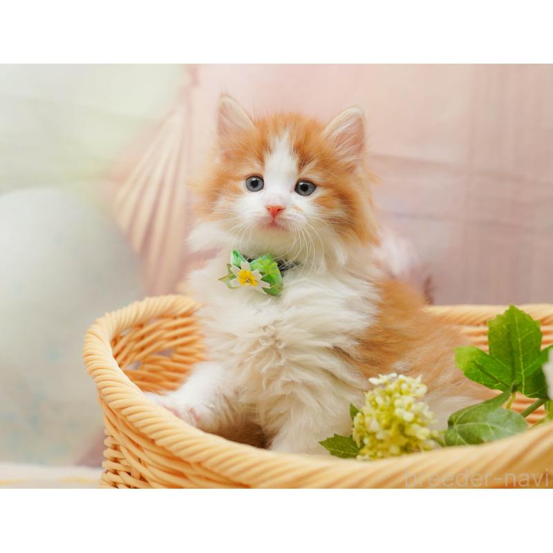 販売中の茨城県のノルウェージャンフォレストキャット-135086の7枚目