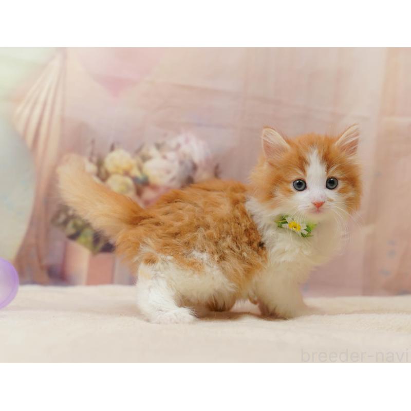 販売中の茨城県のノルウェージャンフォレストキャット-135086の6枚目