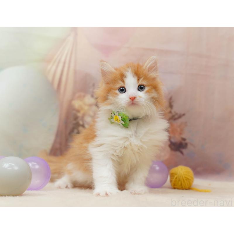 販売中の茨城県のノルウェージャンフォレストキャット-135086の5枚目