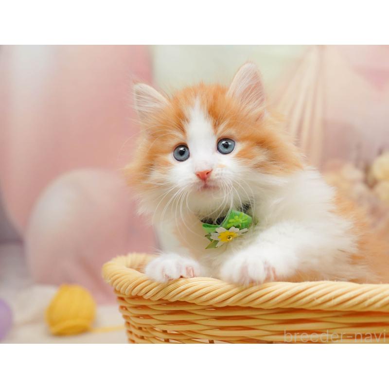 販売中の茨城県のノルウェージャンフォレストキャット-135086の4枚目