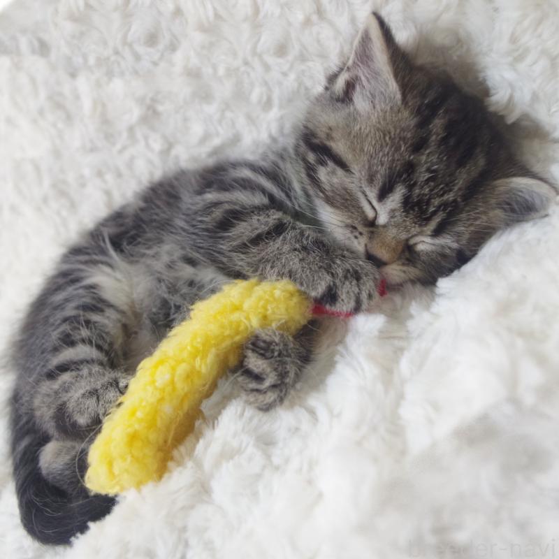 成約済の群馬県のミックス-134550の7枚目