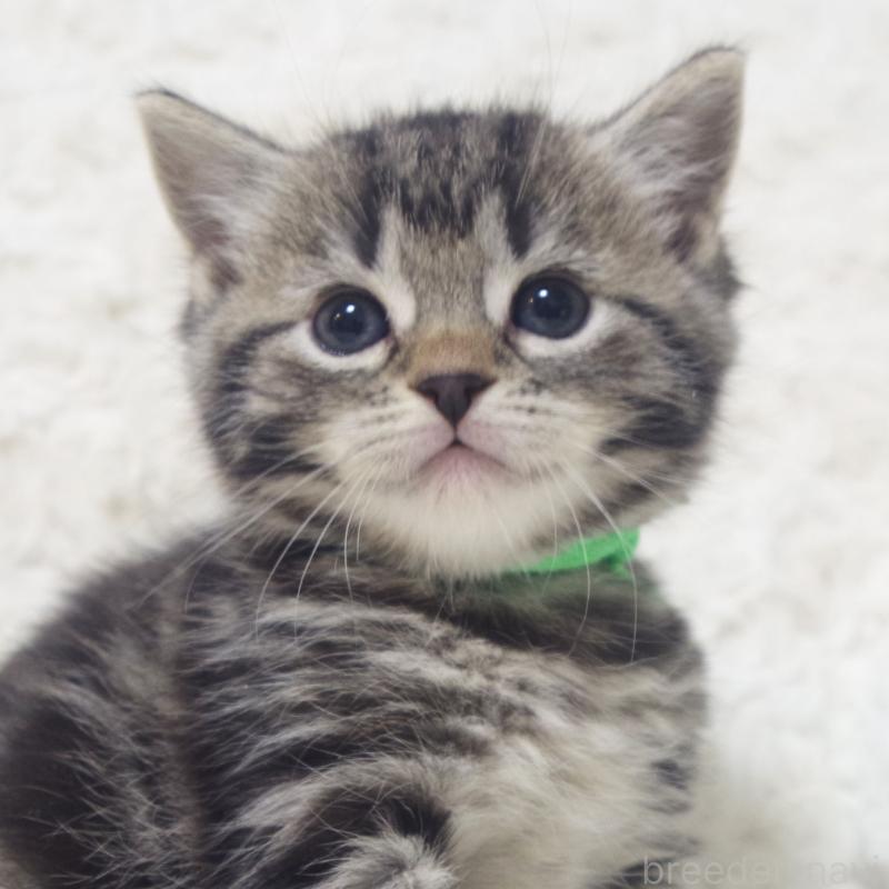 販売中の群馬県のミックス-134550