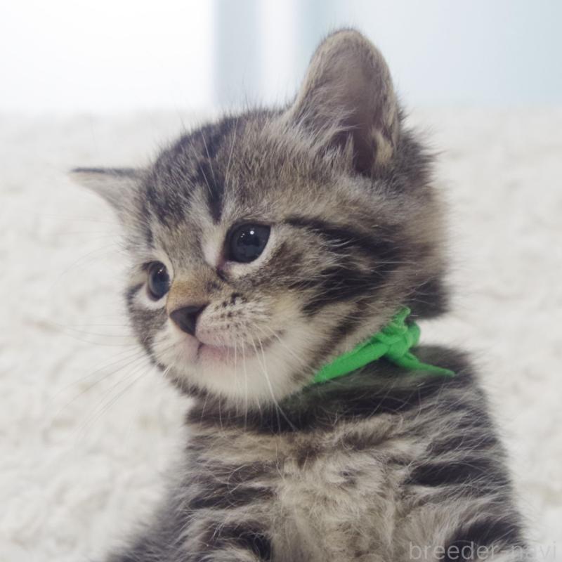 成約済の群馬県のミックス-134550の5枚目