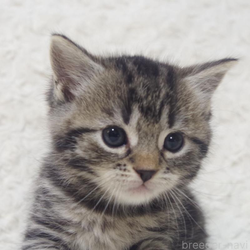 商談中の群馬県のミックス-134550