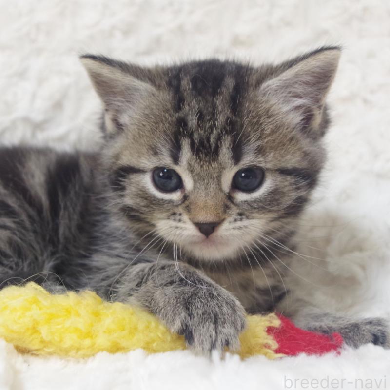 成約済の群馬県のミックス-134550の4枚目